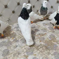 طوقی|پرنده|کوهرنگ, |دیوار