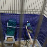 فنچ آبی گلدین جفت