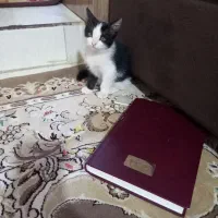 واگذاری‌بچه‌گربه‌رایگان