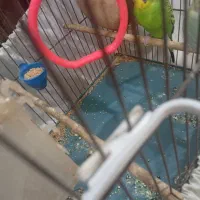 مرغ عشق