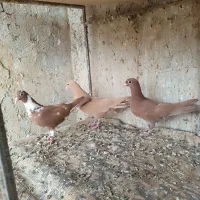 کبوتر