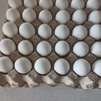 تخم مرغ رسمی ۳۰عددی