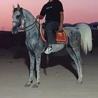 خرید و فروش اسب همه نوع