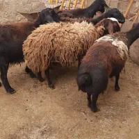 ۵ راس شیشک میش چهار دندان قزل افشار