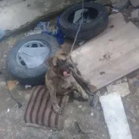 سگ نژاد دار