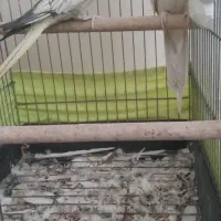 جفت مولد عروس هلندی