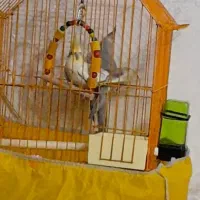 یک جفت عروس هلندی