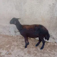 کاور ماده تازه گیج شده