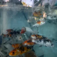 ماهی کوی|ماهی|عباس‌آباد, |دیوار