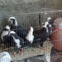 کبوتر عرب و  پلاکی