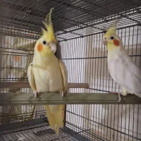 یک جفت عروس هلندی لوتینو دو کت حلقه به پا