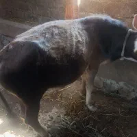 فروش گوساله  نر با قیمت مناسب