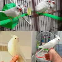 عروس هلندی و فنچ