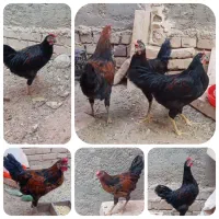 ۳ عدد جوجه خروس ۶ ماه فروشی.