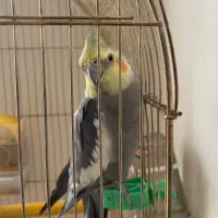 عروس هلندی