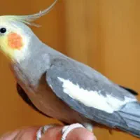 عروس هلندی