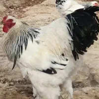 تخم مرغ برهما لایت بزرگ