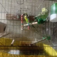 یک جفت مرغ عشق