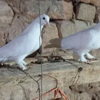 عراقی شق شقی ماده پلاکی