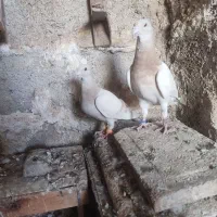 کبوتر