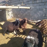 بره|حیوانات مزرعه|قهدریجان, |دیوار