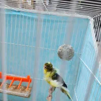 قناری جفت فر کشیده بلند