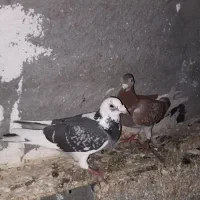 دوبر