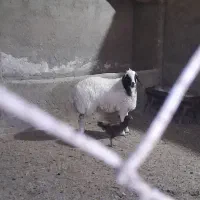بره ماده سفد