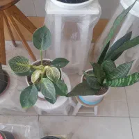 گل فروشی سینا