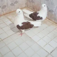 عروسک