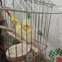 عروس هلندی۲ماهه
