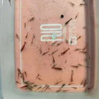 میگوی زینتی