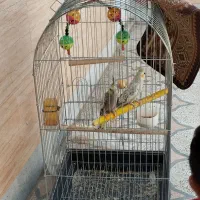 عروس هلندی