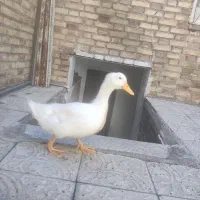 اردک 3ماهه