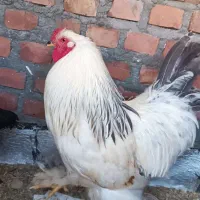 مرغ لاری خروس برهما