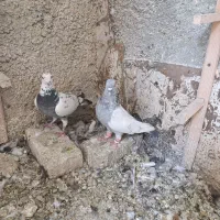 کبوتر سینه ای سبز بزک و طوقی