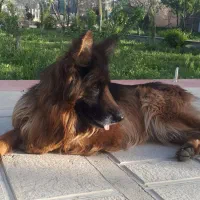 سگ ژرمن شیپرد