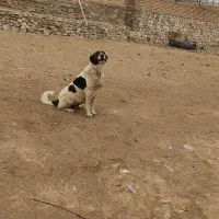 سگ گله|سگ|خوانسار, |دیوار
