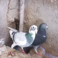 کبوتر پلاکی