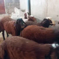 بره نر