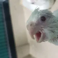 جوجه عروس هلندی سرلاکی آلبینو با قفس