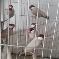 فروش فنچ نرگسی شکلاتی