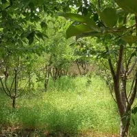 ویلا-سهیلیه-طاووسیه-افشاریه
