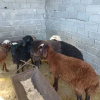 بره ماده|حیوانات مزرعه|محمدشهر, محمدشهر|دیوار