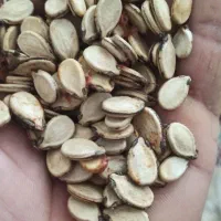 فروش تخمه هندوانه