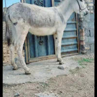 الاغ ماده