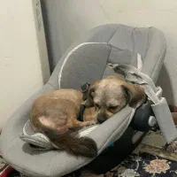 واگذاری شیتزو تریر قهوه ای