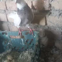 کفتر|پرنده|همدان, |دیوار