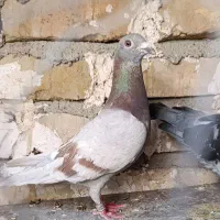 مجسمه کفتر
