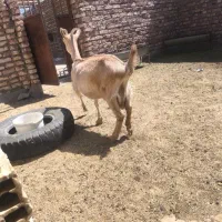 بز سانن